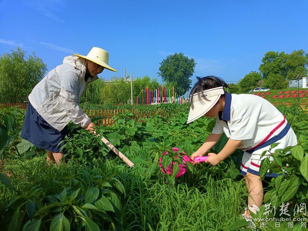市民帶孩子在共享菜園里鋤草、澆水。通訊員 程愛華 攝.jpg.jpg